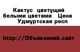 Кактус, цветущий белыми цветами › Цена ­ 150 - Удмуртская респ.  »    